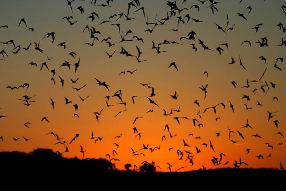 Bats flying at sunset. (Credit: US Fish and Wildlife Services.)