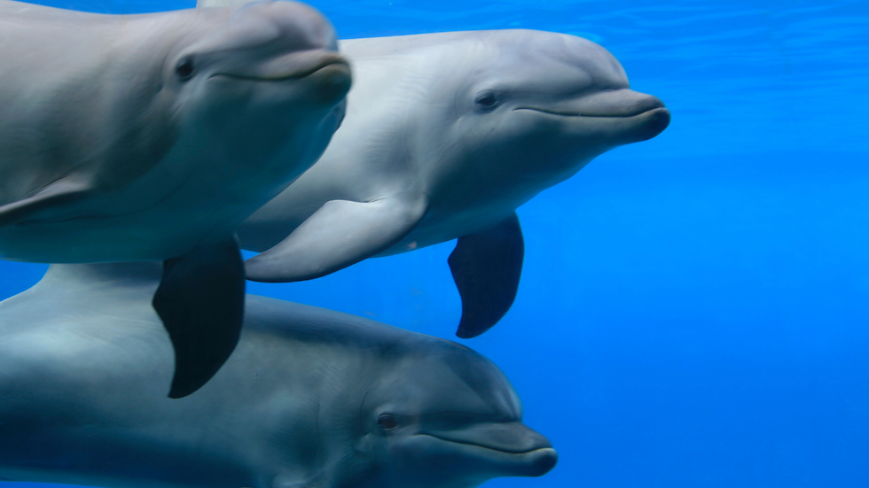 A bottleneck dolphin trio. We don’t know their names, but they do.