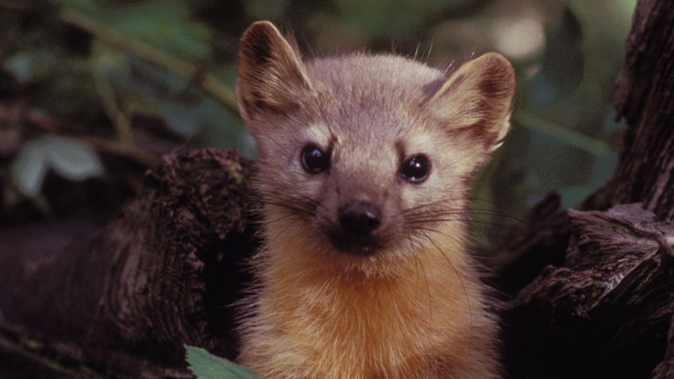 humboldt-marten