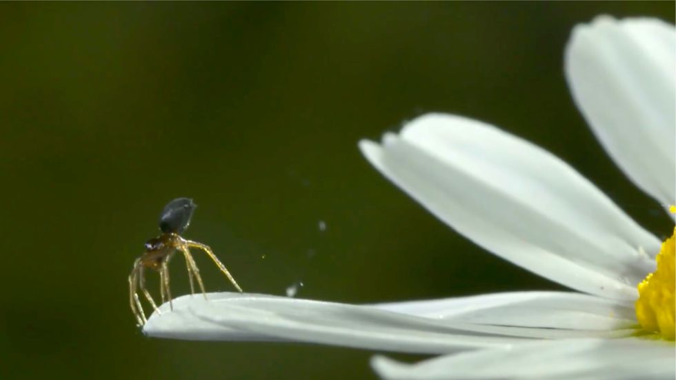 A spider tiptoes before heading to the sky.