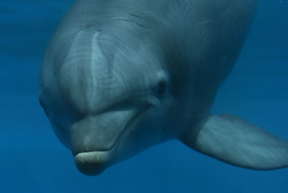 dolphin chilling in a tank lookin all dolphiny thinking about fish and going click-click-click probably