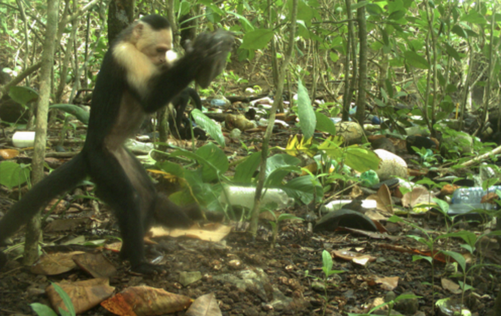 Capuchin using a tool