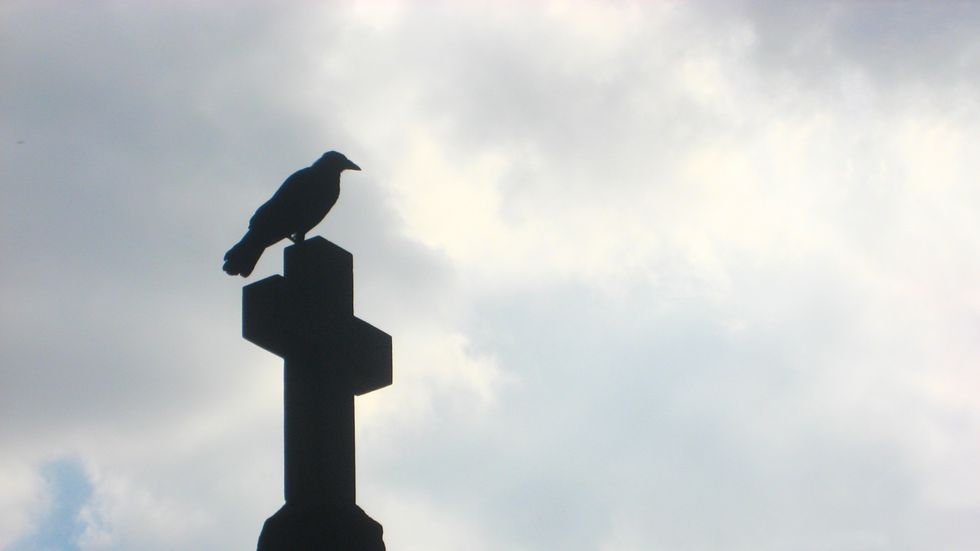 Don’t mess with crows. They’re intense.