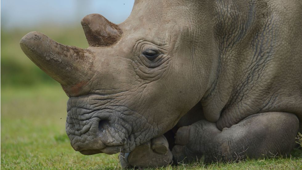 Extinction is a natural process, but it’s happening at 1,000 times the normal speed