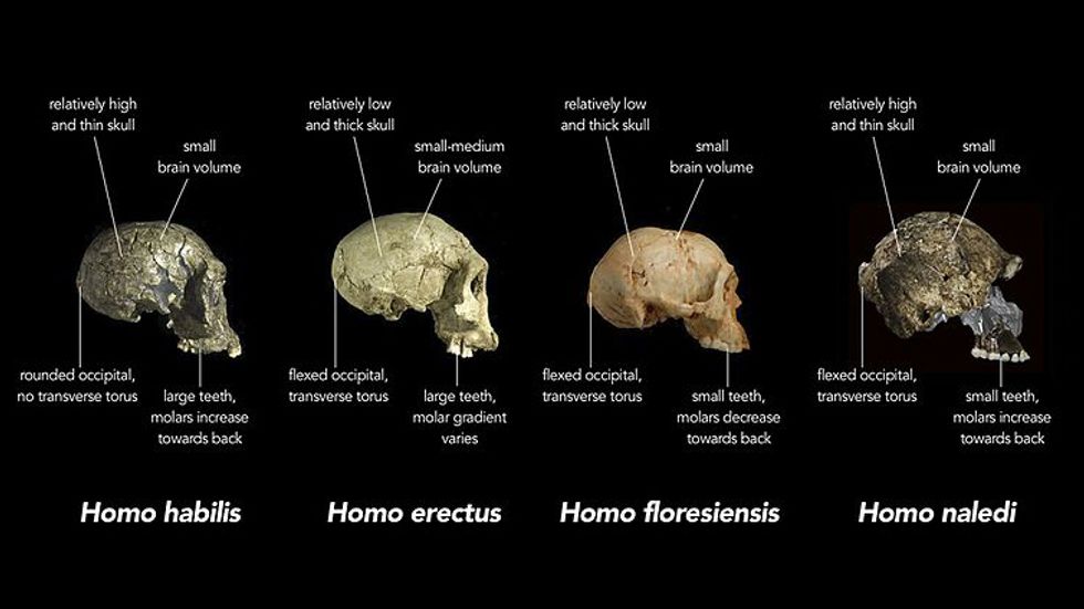 Replica crania of (L-R) Homo habilis (Kenya ∼1.8m years old), an early Homo erectus (Georgia ∼1.8mil years old) and Homo floresiensis (Indonesia ∼20,000 years old) are compared with actual fragments of cranial material of Homo naledi.