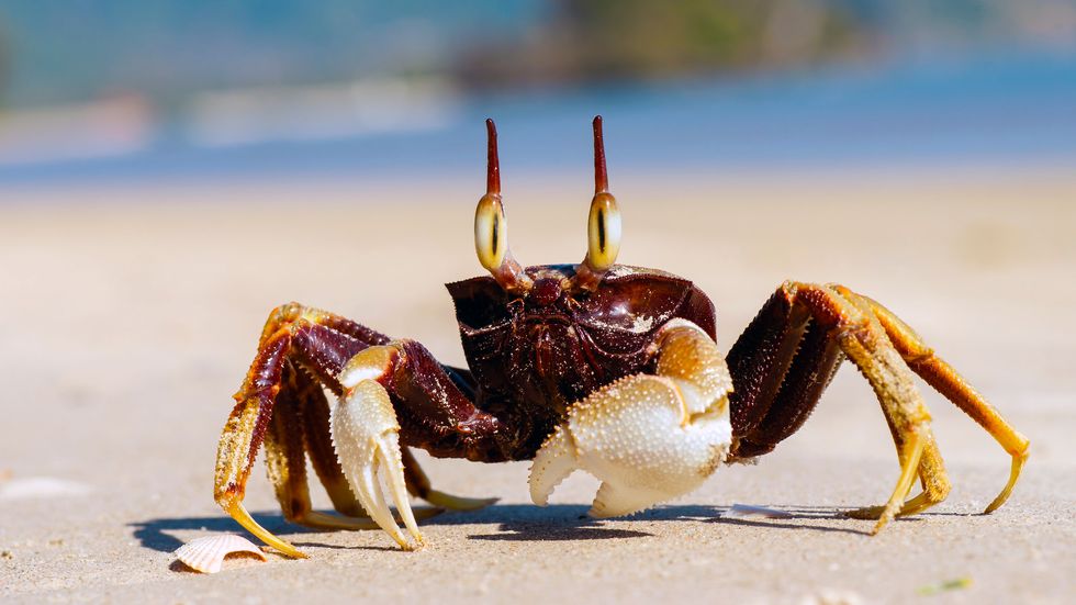 a crab being crabby