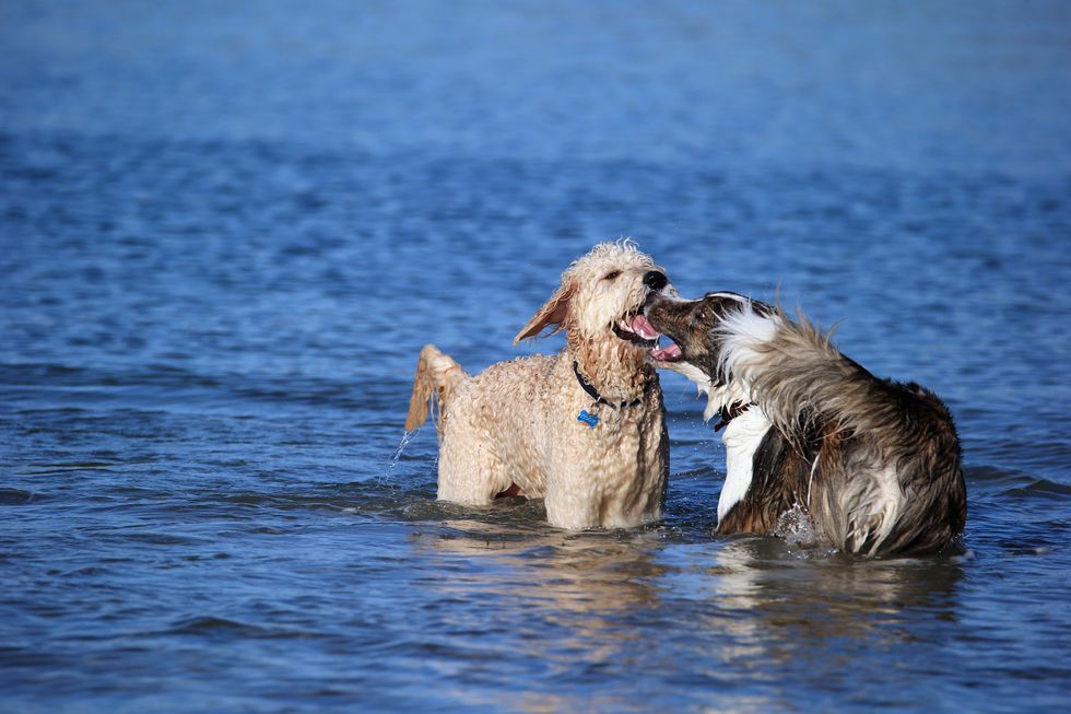 dogs chilling in the water like two cool rude dudes