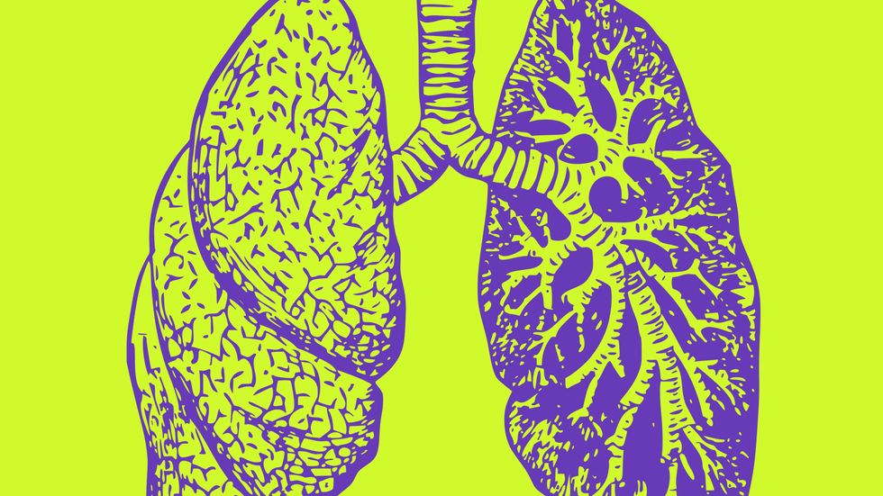 An anatomical drawing of lungs. Credit: Public domain/Big Think