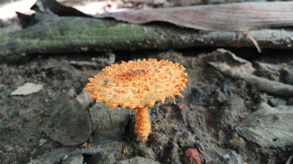 Which U.S. state will be the first to legalize shrooms?