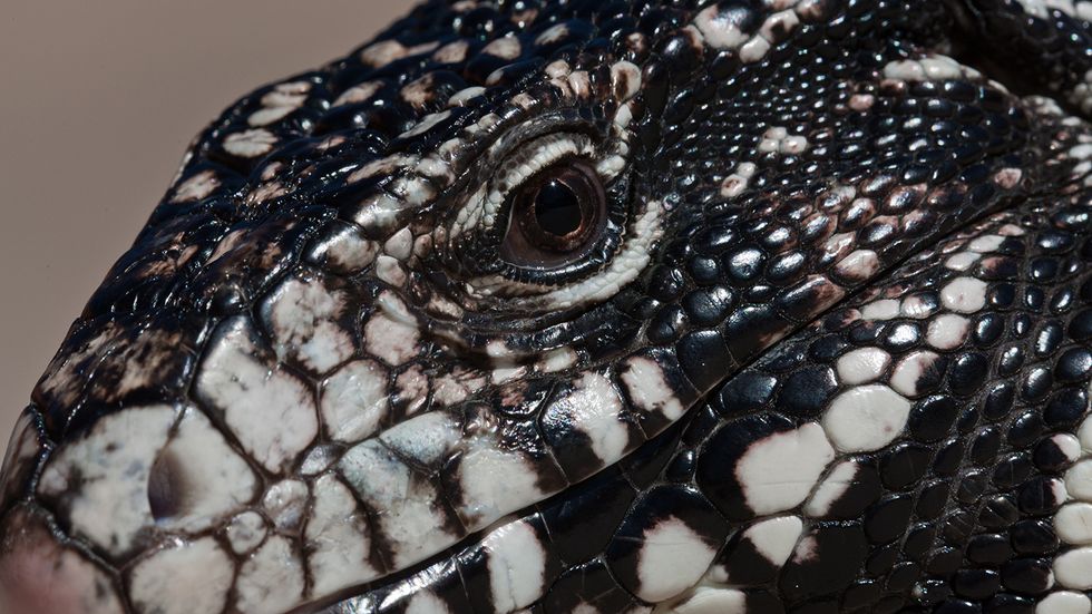 The Argentine black and white tegu. (Photo Mike Baird via Flickr)