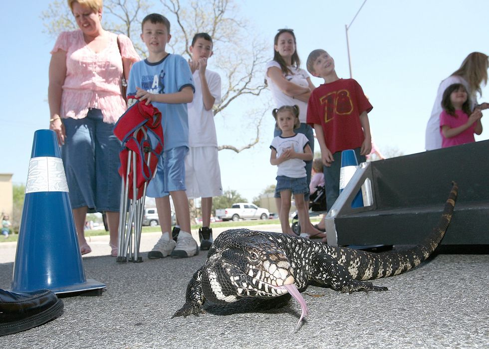Tegu lizards could invade the southern U.S. Big Think