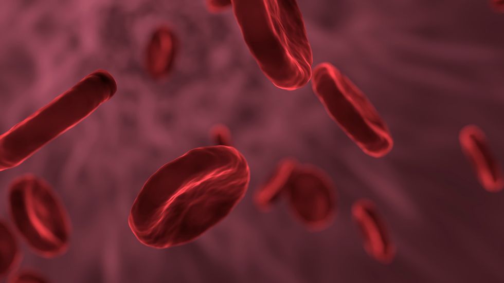 blood cells up close.