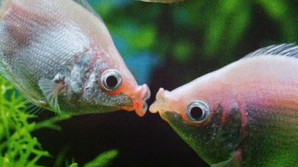 Eating more fish is linked to increased sex and pregnancy, study finds