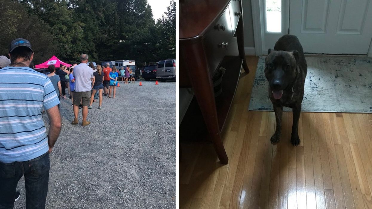 People Lining Up To Foster Shelter Dogs During The Hurricane Is Humanity At Its Best 😍