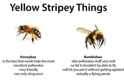 This Funny Guide To Bees And Wasps Has The Internet Buzzing George Takei This Funny Guide To Bees And Wasps Has The Internet Buzzing George Takei