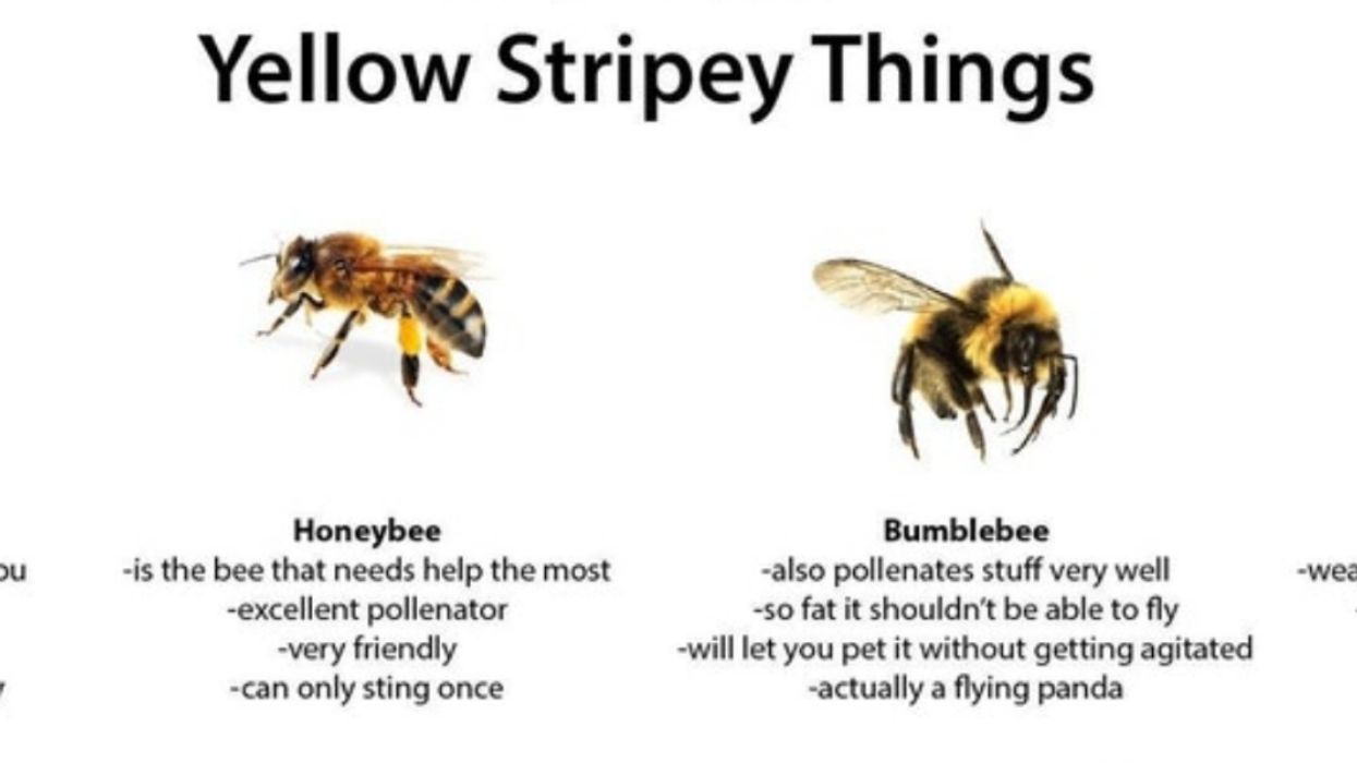 This Funny Guide To Bees And Wasps Has The Internet Buzzing