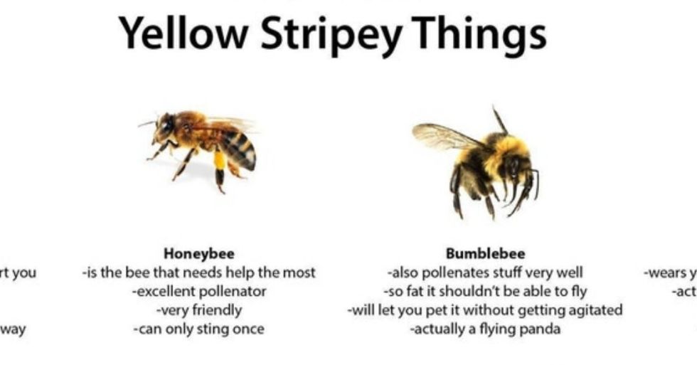 This Funny Guide To Bees And Wasps Has The Internet Buzzing George Takei