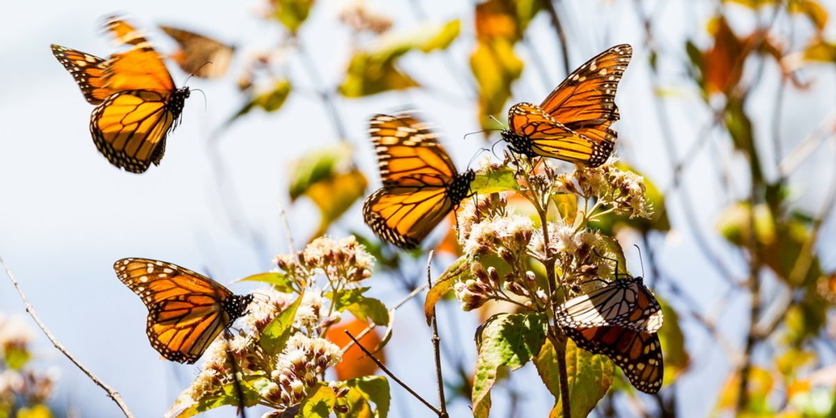 Watch millions of monarch butterflies flying through Mexico Higher