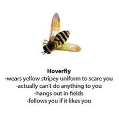 This Funny Guide To Bees And Wasps Has The Internet Buzzing George Takei