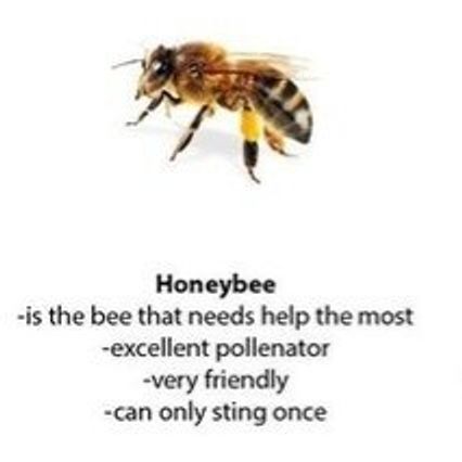 This Funny Guide To Bees And Wasps Has The Internet Buzzing George Takei This Funny Guide To Bees And Wasps Has The Internet Buzzing George Takei