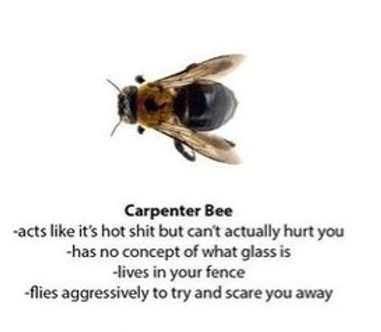 This Funny Guide To Bees And Wasps Has The Internet Buzzing George Takei