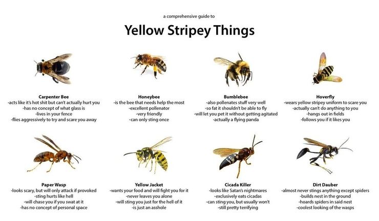 This Funny Guide To Bees And Wasps Has The Internet Buzzing George Takei This Funny Guide To Bees And Wasps Has The Internet Buzzing George Takei