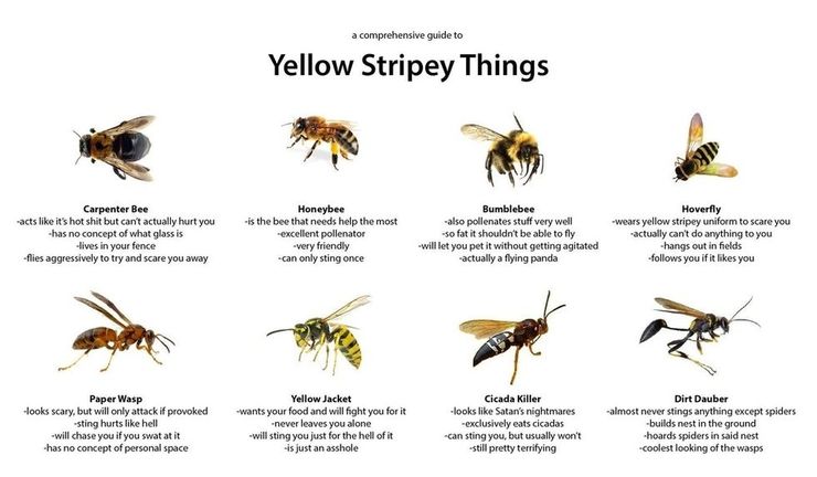 This Funny Guide To Bees And Wasps Has The Internet Buzzing George Takei