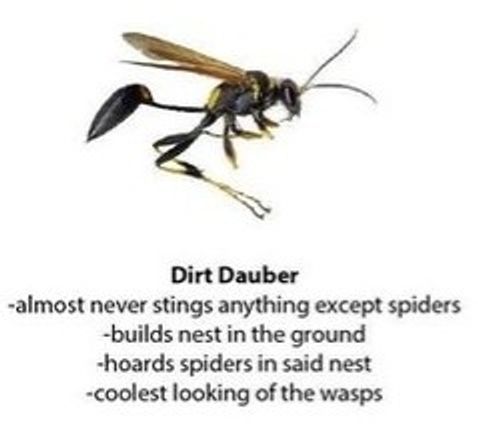 This Funny Guide To Bees And Wasps Has The Internet Buzzing George Takei