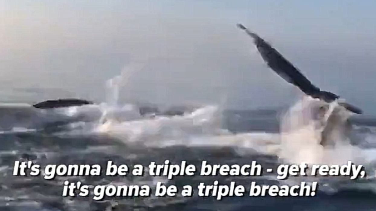 Three Humpbacks Stun Whale Watchers With Near-Simultaneous Triple Breach In Viral Video 😮