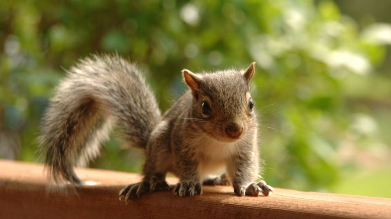 Five Young Squirrels Had To Be Rescued After They Got Stuck In A 'Rat King' Situation 😮
