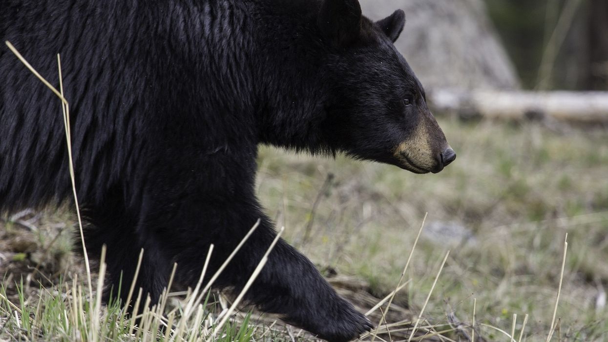 Bear wreaks havoc in Asheville, breaking into family's car and neighbors' kitchen