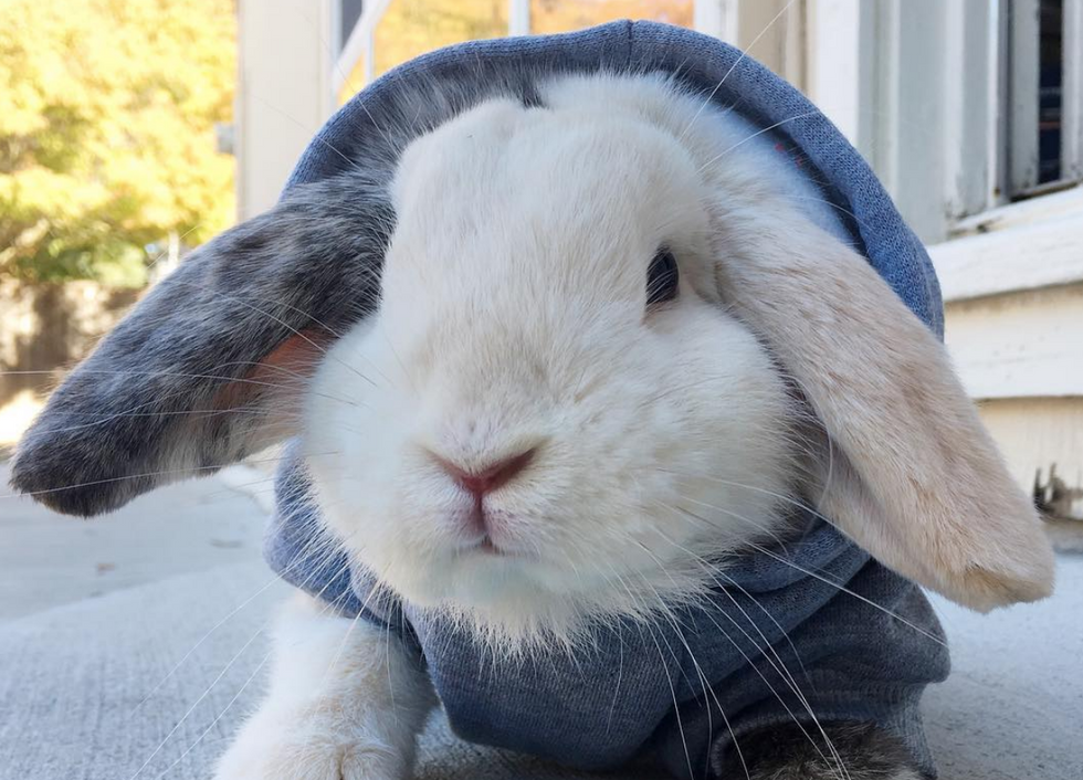 Rabbit