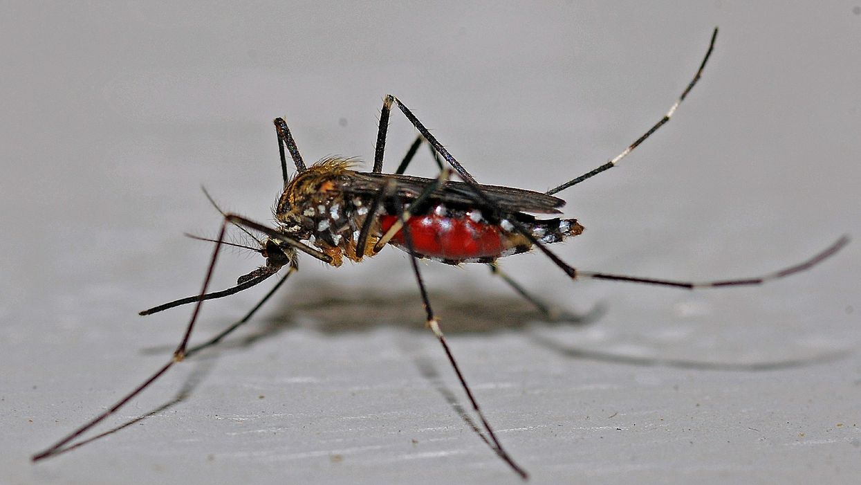 Even the mosquitoes are bigger in Texas, thanks to recent rainfall