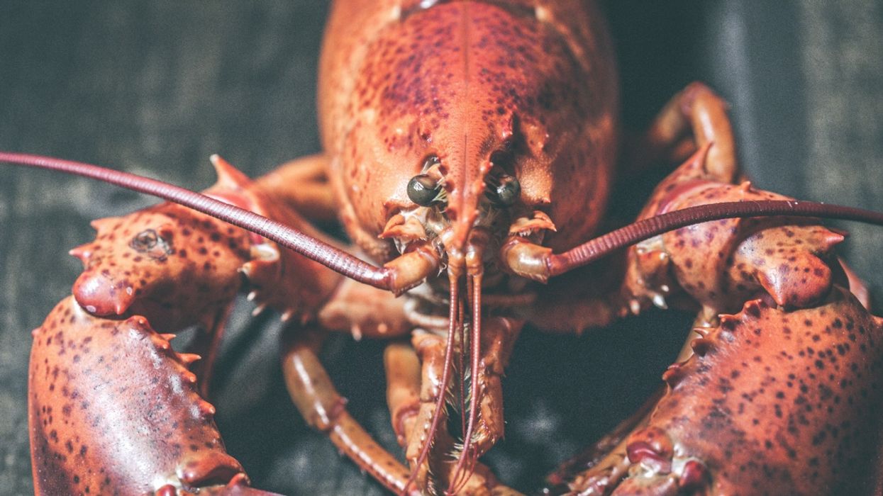 Maine Restaurant Will Get Lobsters High Off Marijuana As 'More Humane' Way Of Killing Them