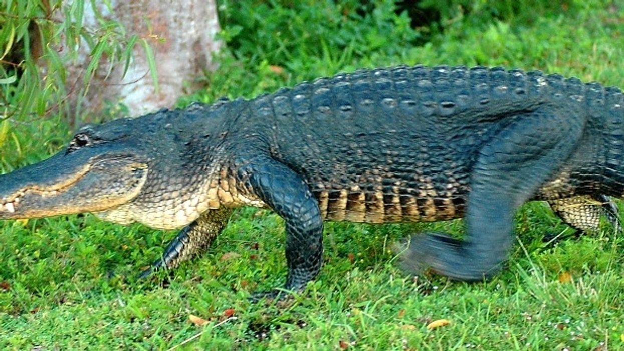 Grandma and mayor of Texas town kills 12-foot, 580-pound gator – avenging death of mini horse