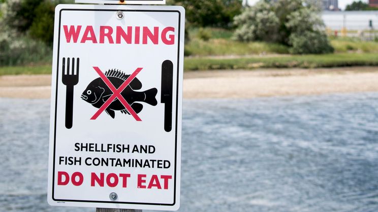 Dated Science And Fish Advisories May Be Hurting Brains Ehn