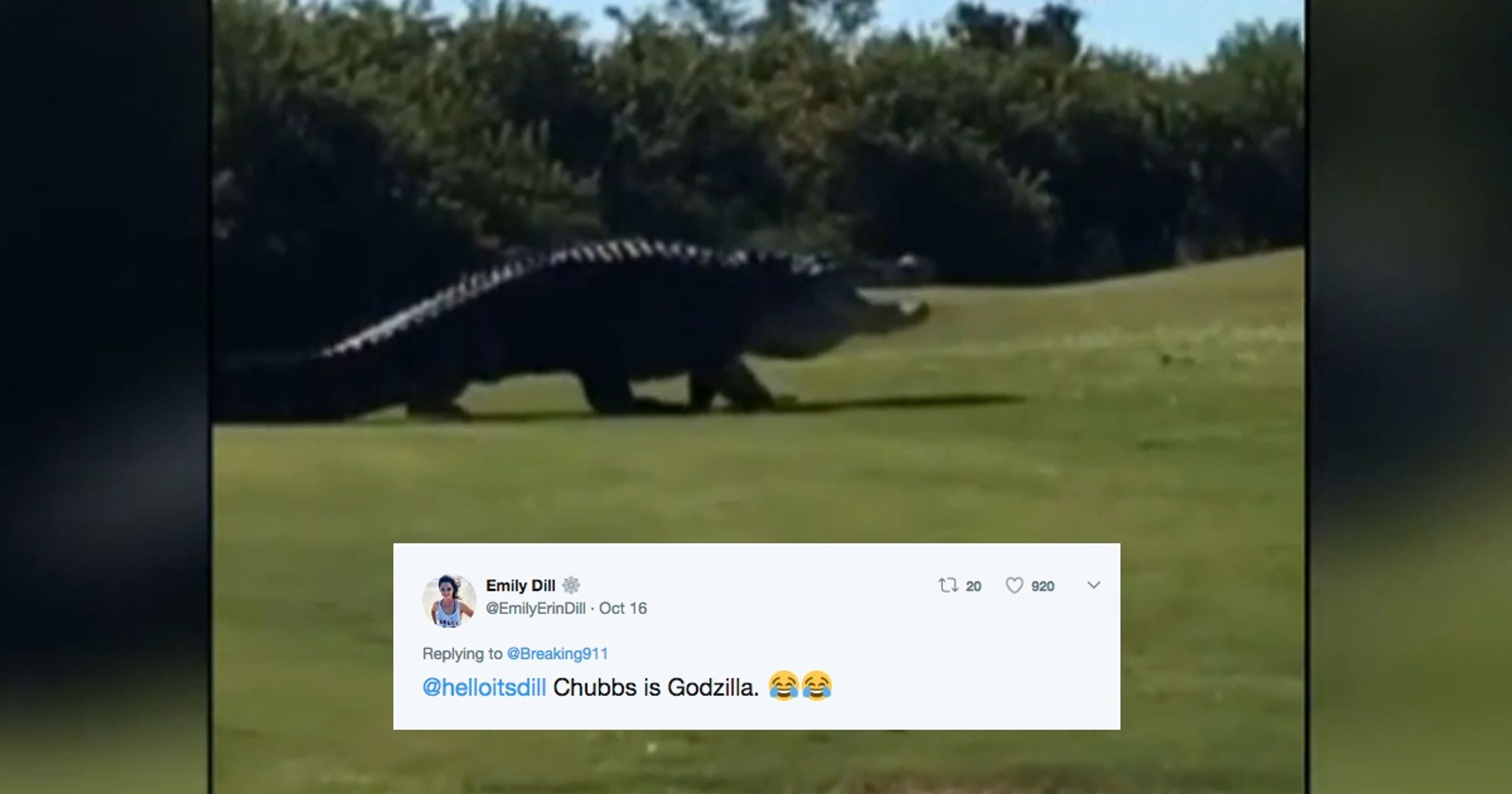 A Humongous Alligator Named 'Chubbs' Who Is Known For Scaring Florida Golfers Is Back At It Again 😮