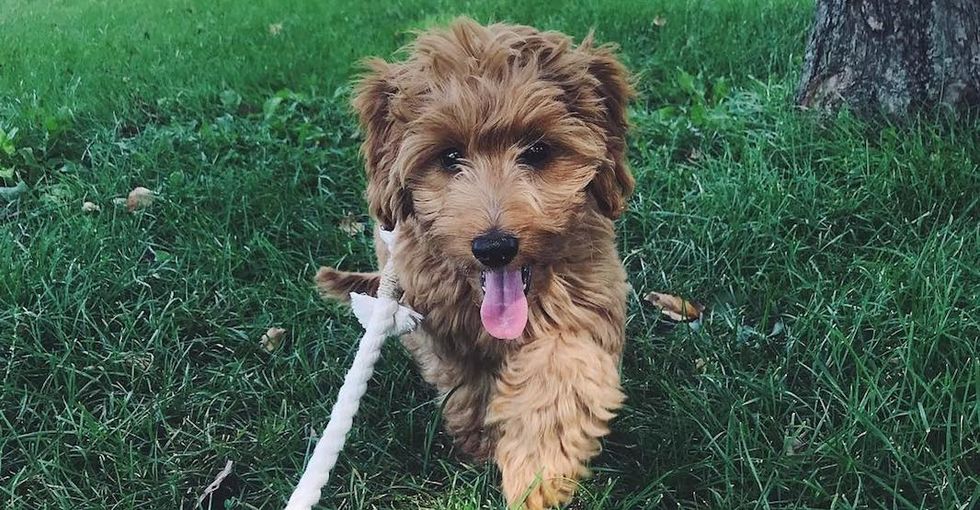 Why It Is Scientifically Proven That Golden Doodles Are The Best Kind Of Dogs