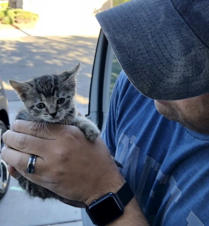 Man Spent 2 Days Rescuing Kitten and Reunited Her with 8 Other Kitty Friends