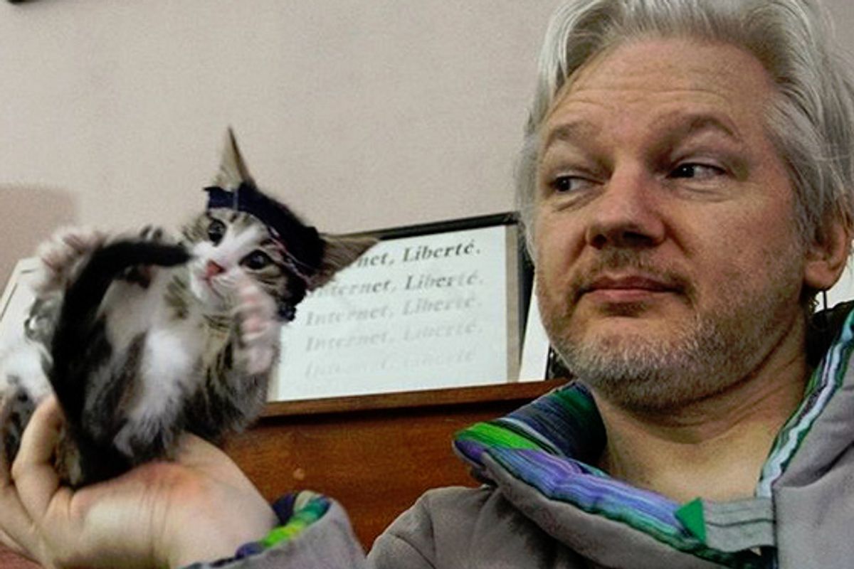 Ecuador Tells Julian Assange To Get Off The Couch, Or They're Taking His Cat