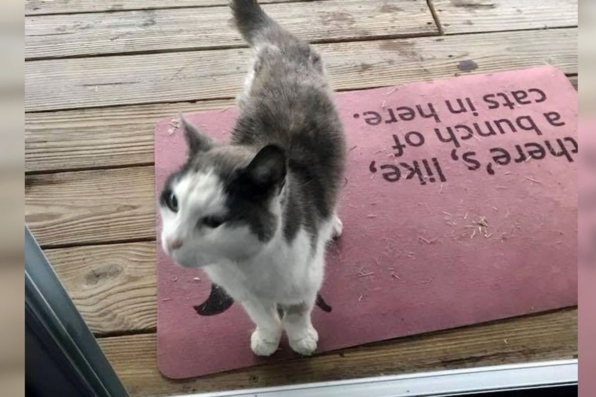 Stray Cat Finds Woman and Insists on Following Her Home - She Realizes the Kitty Needs Help