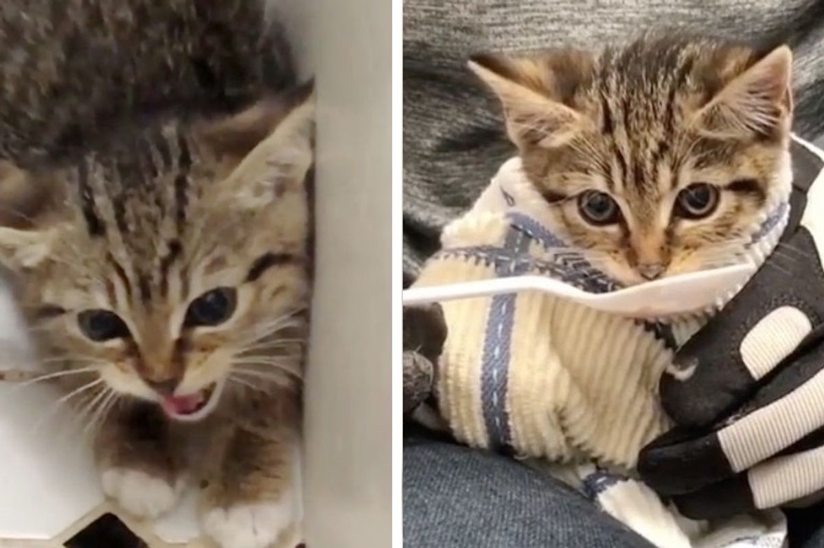 Man Saves Very Fearful Kitten and Helps Her Find Love, One Cuddle at a Time