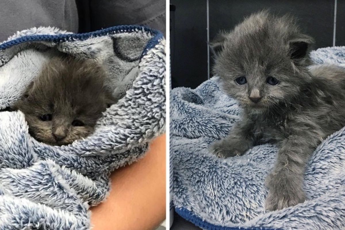 Rescuers Save Sad Kitten from Shelter and Turn Her Life Around
