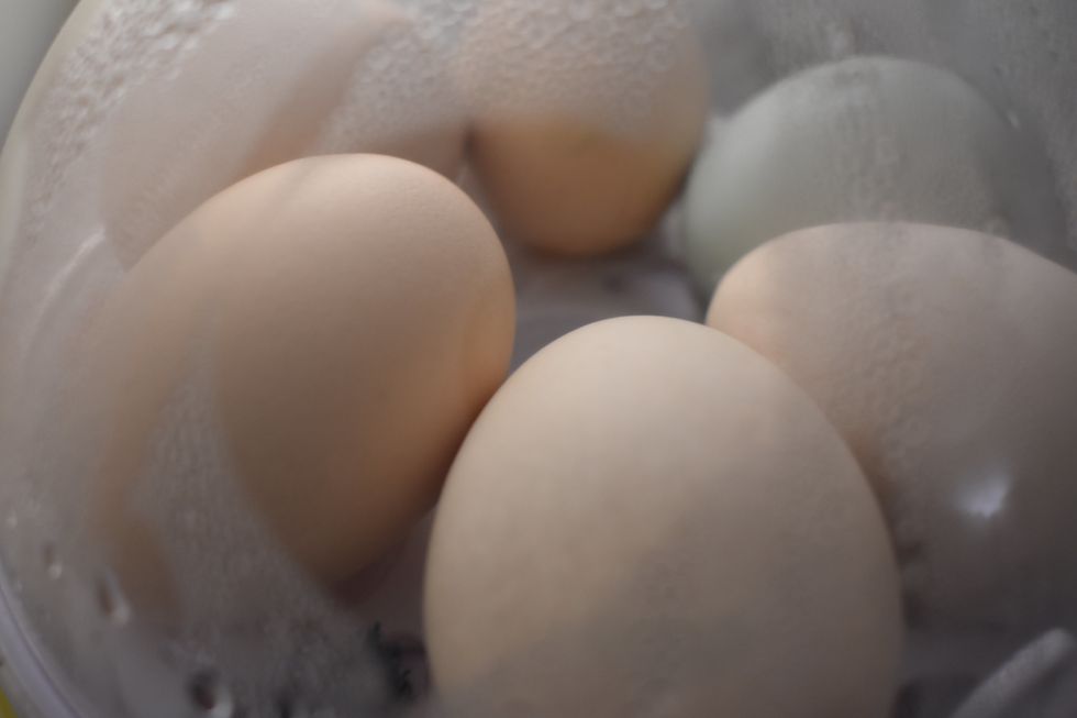 I Tried Hatching Chickens In My College Dorm Room