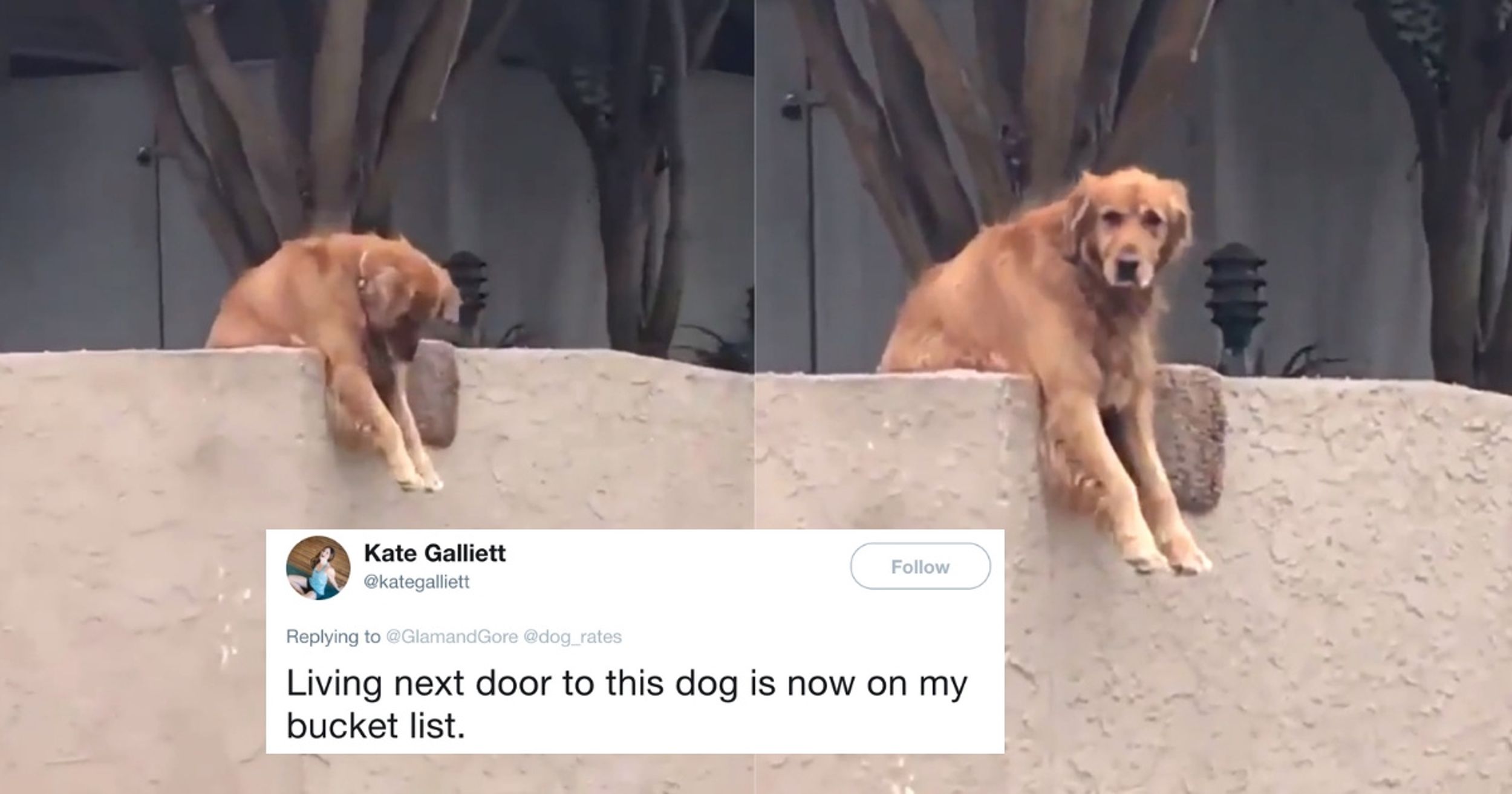 Clever Dog Has An Ingenious Way Of Tricking Strangers Into Playing With Him 😂