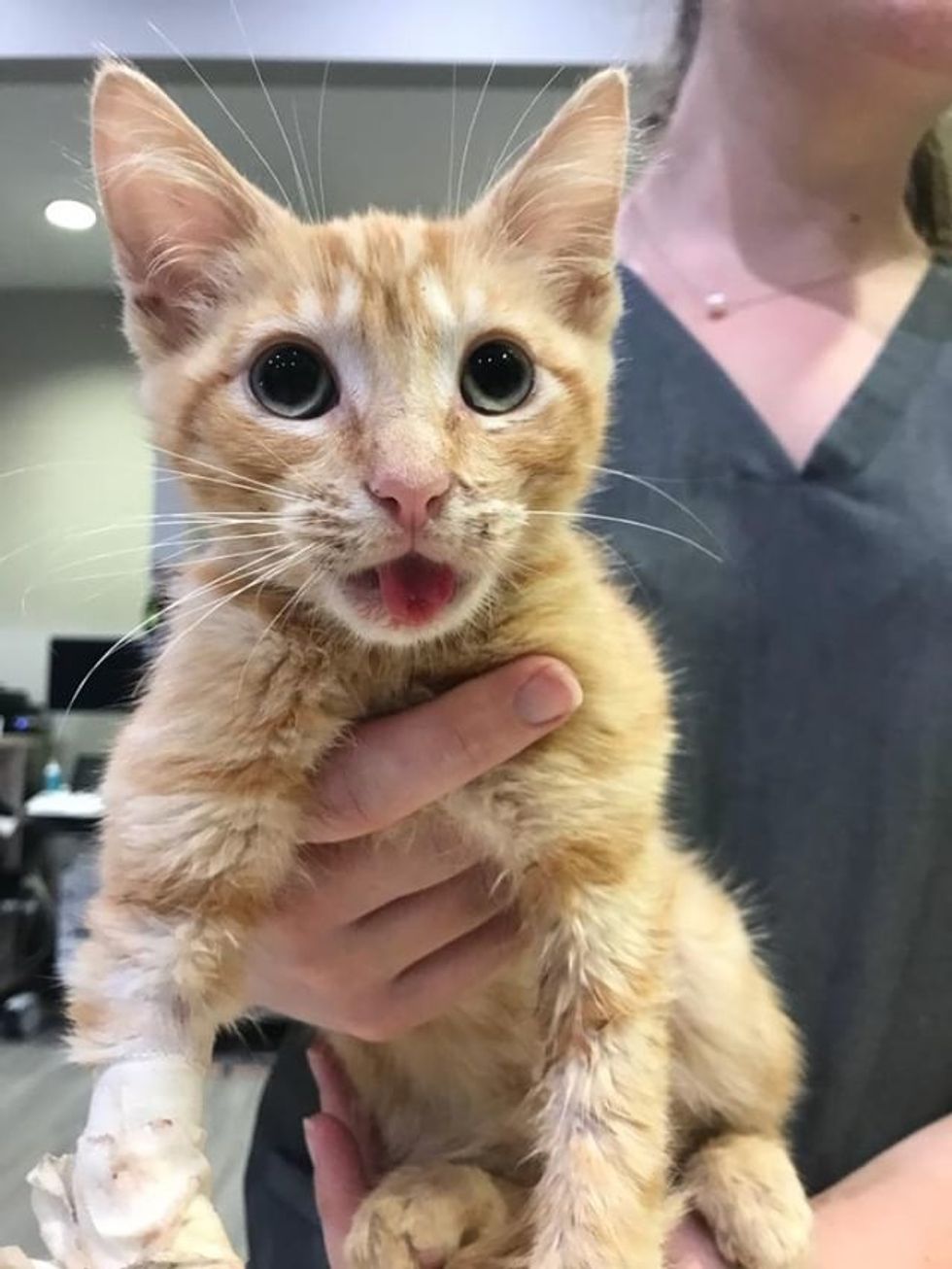 Kitten With Broken Jaw Comforts a Very Shy Kitty Who is In Need of Love