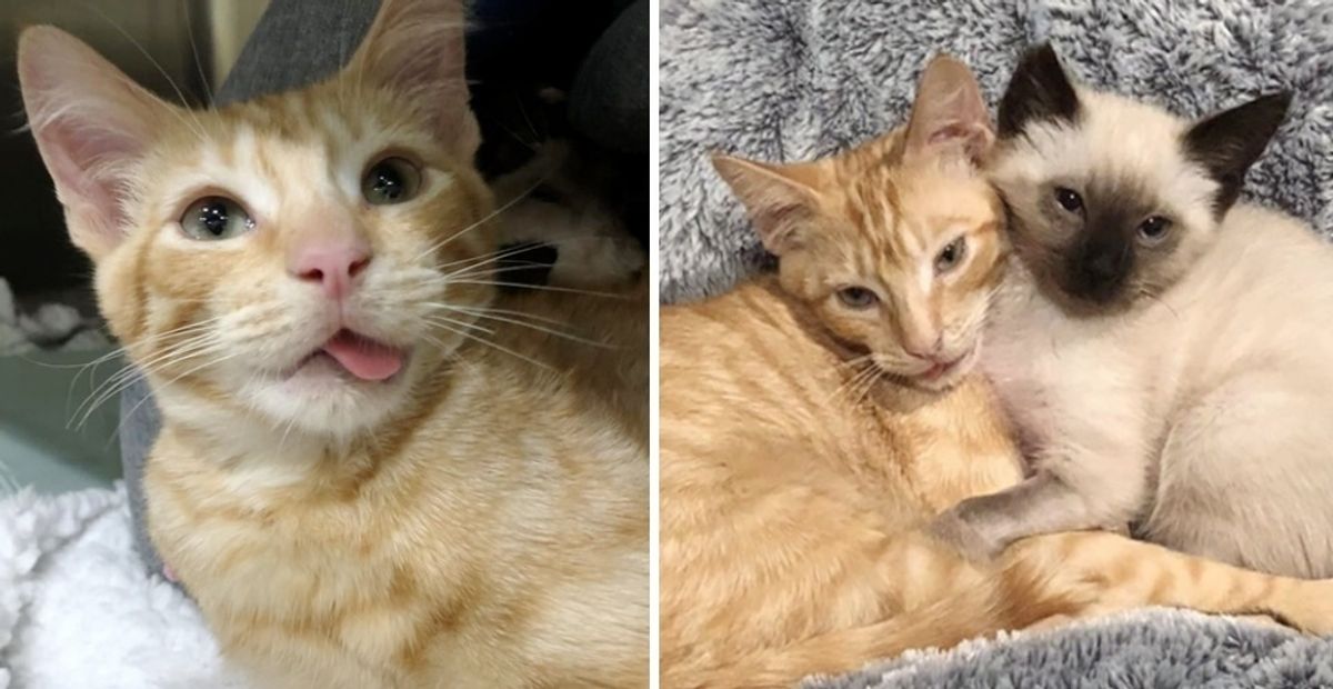 Kitten With Broken Jaw Comforts a Very Shy Kitty Who is In Need of Love