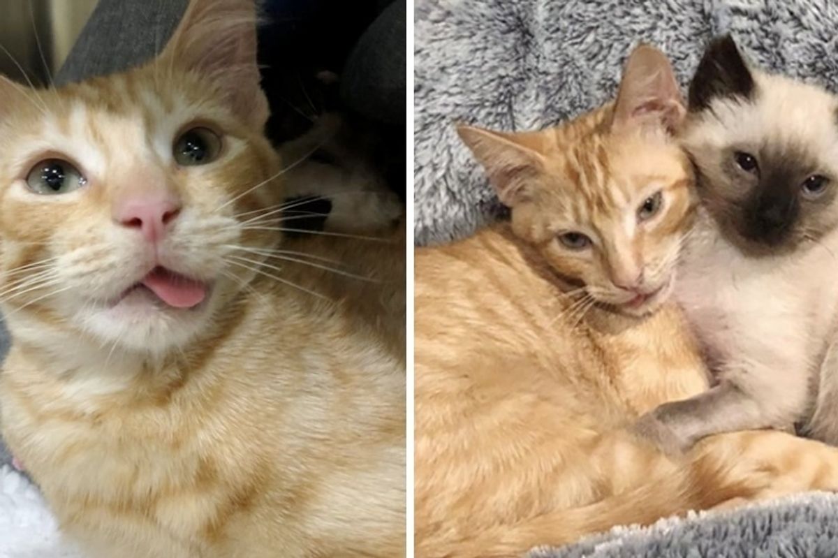 Kitten With Broken Jaw Comforts a Very Shy Kitty Who is In Need of Love