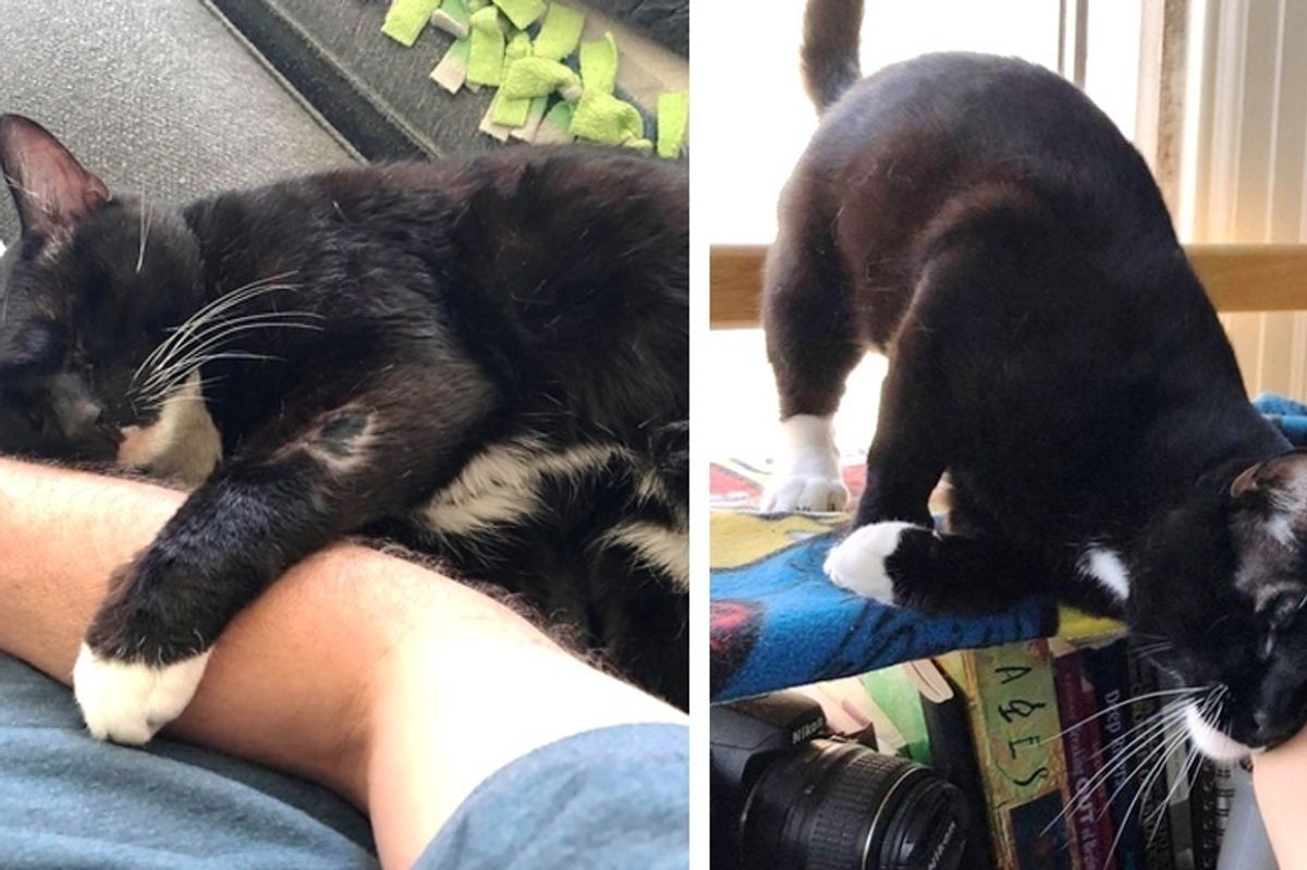 Cat Found Nearly Blind, Gives Everyone Snuggles and Gets Help to See Again
