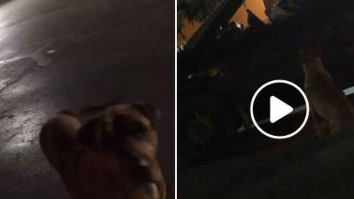 Clever Dog Tricks McDonald's Customers Into Feeding Her By Pretending To Be A Stray 😂